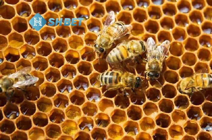 Đặc điểm của ong, giải mã giấc mơ thấy tổ ong