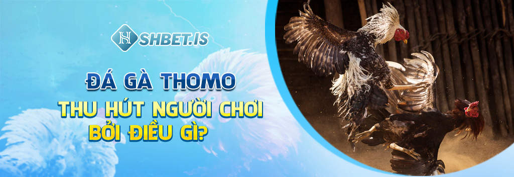 Đá gà Thomo thu hút người chơi bởi điều gì?
