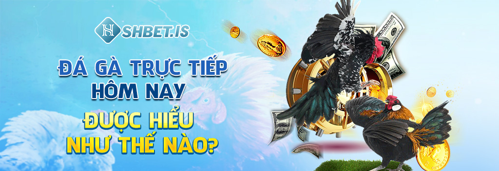 Đá gà trực tiếp hôm nay được hiểu như thế nào?