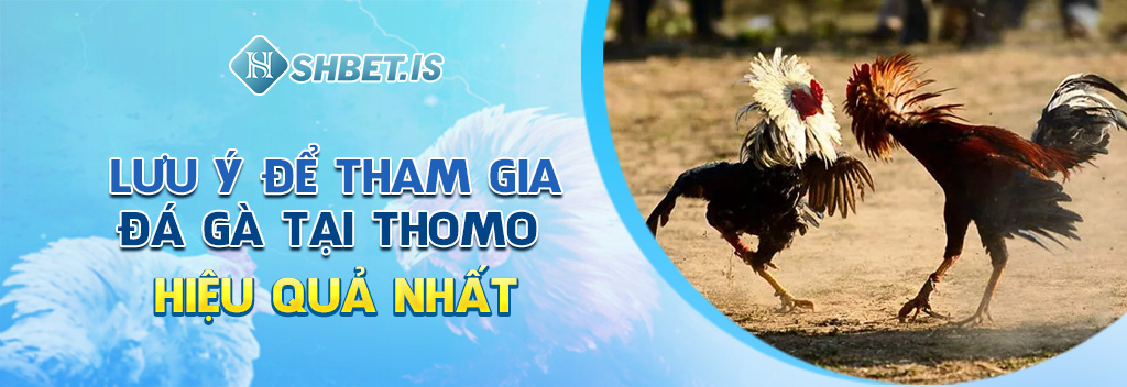 Lưu ý để tham gia đá gà tại Thomo hiệu quả nhất