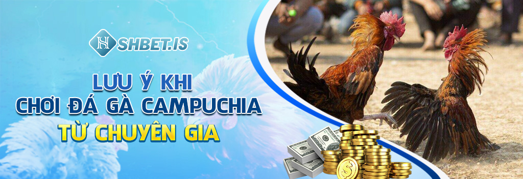 Lưu ý khi chơi đá gà Campuchia từ chuyên gia