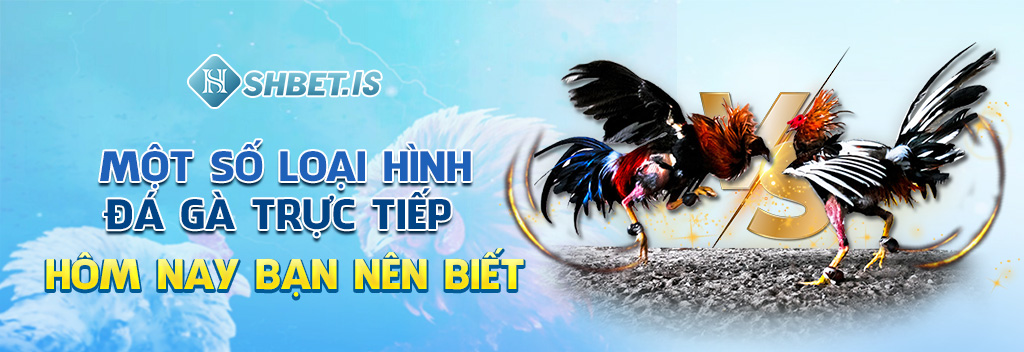 Một số loại hình đá gà trực tiếp hôm nay bạn nên biết