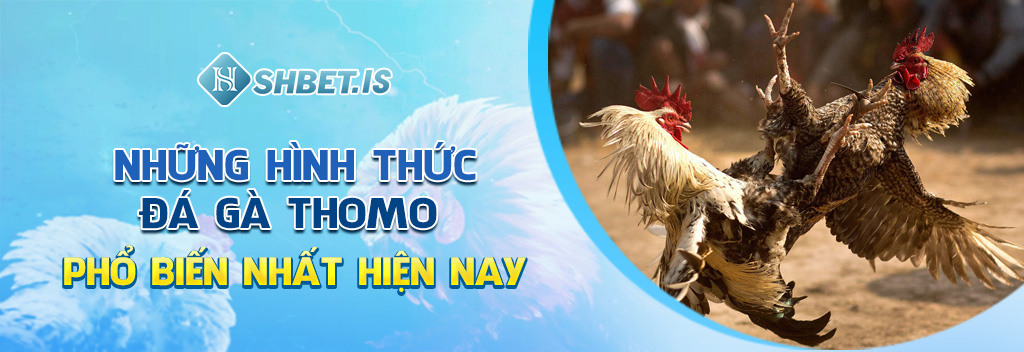 Những hình thức đá gà Thomo phổ biến nhất hiện nay