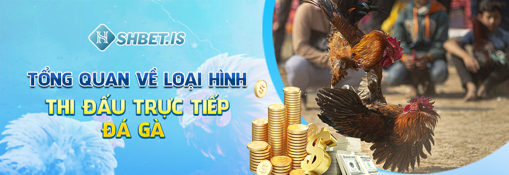 Tổng quan về loại hình thi đấu trực tiếp đá gà