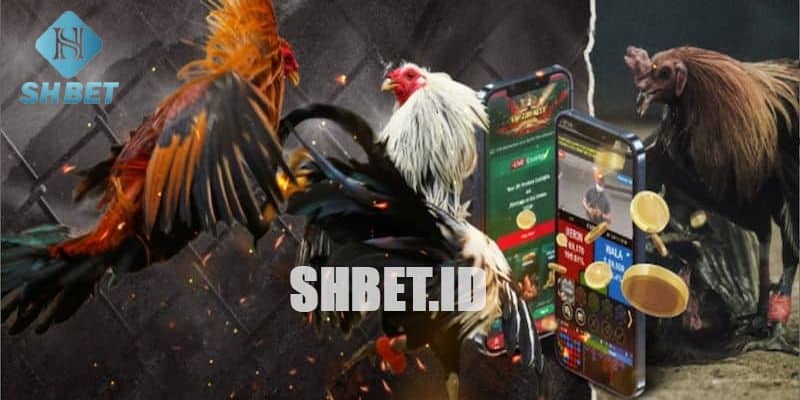 Giới thiệu SHBET - Trang đá gà uy tín về luật chơi